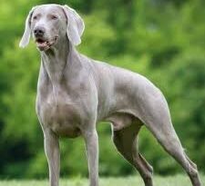 Weimaraner Dog Breed: Description and Complete Care Guide