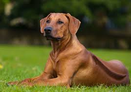 Rhodesian Ridgeback Dog Breed: All You Need To Know About