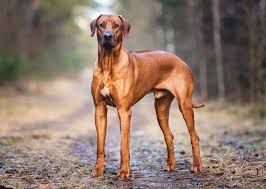 Rhodesian Ridgeback Dog Breed: All You Need To Know About Rhodesian Ridgeback Dog Breed: All You Need To Know About
