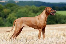 Rhodesian Ridgeback Dog Breed: All You Need To Know About Rhodesian Ridgeback Dog Breed: All You Need To Know About
