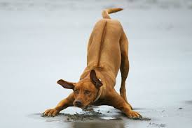 Rhodesian Ridgeback Dog Breed: All You Need To Know About Rhodesian Ridgeback Dog Breed: All You Need To Know About