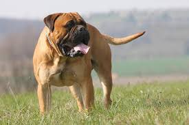 Bullmastiff Dog Breed: Description and Complete Care Guide Bullmastiff Dog Breed: Description and Complete Care Guide