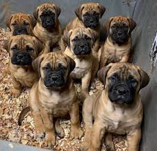 Bullmastiff Dog Breed: Description and Complete Care Guide Bullmastiff Dog Breed: Description and Complete Care Guide