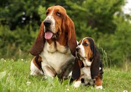 Basset Hound Dog Breed: Description and Complete Care Guide