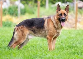 German Shepherd Dog: Description and Complete Care Guide German Shepherd Dog: Description, Health, Origin and Complete Care Guide
