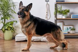 German Shepherd Dog: Description and Complete Care Guide German Shepherd Dog: Description, Health, Origin and Complete Care Guide
