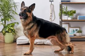 German Shepherd Dog: Description, Health, Origin and Complete Care Guide 