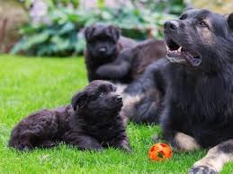 German Shepherd Dog: Description and Complete Care Guide German Shepherd Dog: Description, Health, Origin and Complete Care Guide