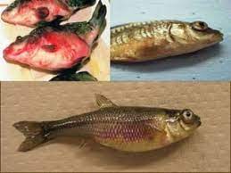 Viral Fish Diseases