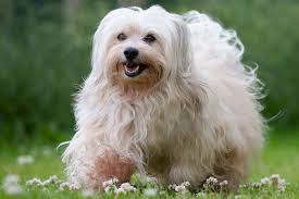 All You Need to Know About the Havanese Dogs