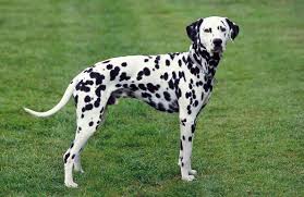 All You Need To Know About The Dalmatians Dog