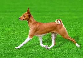 All You Need to Know About the Basenji Dogs All you need to know about the Basenji Dog