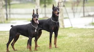 Doberman Pinscher Dogs: Description and Complete Care Guide Doberman Pinscher Dogs: Description and Complete Care Guide