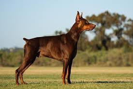 Doberman Pinscher Dogs: Description and Complete Care Guide Doberman Pinscher Dogs: Description and Complete Care Guide