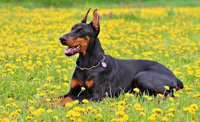 Doberman Pinscher Dogs: Description and Complete Care Guide Doberman Pinscher Dogs: Description and Complete Care Guide