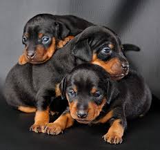 Doberman Pinscher Dogs: Description and Complete Care Guide Doberman Pinscher Dogs: Description and Complete Care Guide