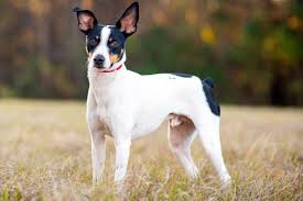 All You Need To Know About Rat Terriers Dogs All you need to know about Rat Terriers