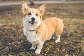 All you need to know about the Corgi Dogs