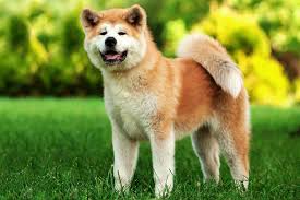 All you need to know about the Akita Dogs 