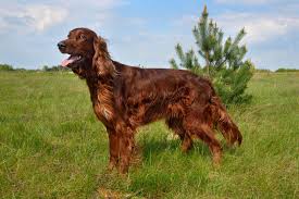All You Need To Know About the Irish Setters Dog Breed