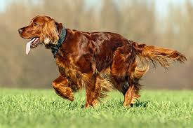 All you need to know about the Irish Setters 