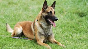 Malinois Dogs: Description and Complete Care Guide Malinois Dogs: Description and Complete Care Guide