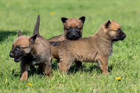 Malinois Dogs: Description and Complete Care Guide Malinois Dogs: Description and Complete Care Guide