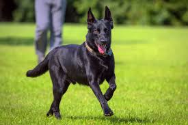 Malinois Dogs: Description and Complete Care Guide Malinois Dogs: Description and Complete Care Guide