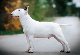 Terrier Dogs: Description and Complete Care Guide Terrier Dogs: Description and Complete Care Guide