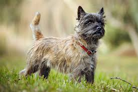 Terrier Dogs: Description and Complete Care Guide Terrier Dogs: Description and Complete Care Guide