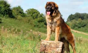 Leonberger Dogs: Description and Complete Care Guide