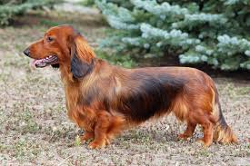 Dachshund Dogs: Description and Complete Care Guide