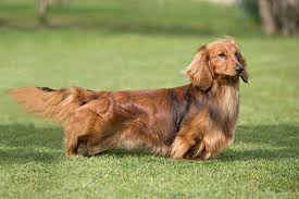 Dachshund Dogs: Description and Complete Care Guide 