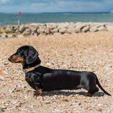 Dachshund Dogs: Description and Complete Care Guide 