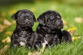 Cane Corso Puppies: Description and Complete Care Guide