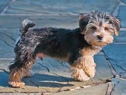 Morkie Dogs: Description and Complete Care Guide