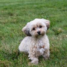 Morkie Dogs: Description and Complete Care Guide - Agric4Profits