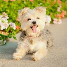 Morkie Dogs: Description and Complete Care Guide