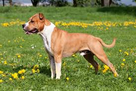 Staffordshire Terrier Dogs: Description and Complete Care Guide
