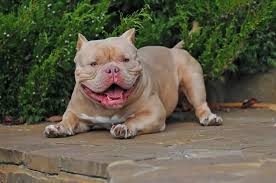 Pocket Bullies Dogs: Description and Complete Care Guide
