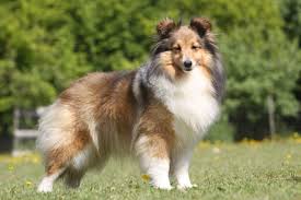 Shetland Sheepdog: Description and Complete Care Guide 