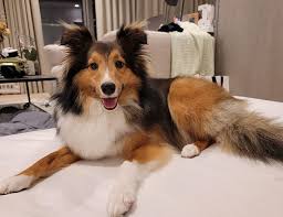 Shetland Sheepdog: Description and Complete Care Guide 