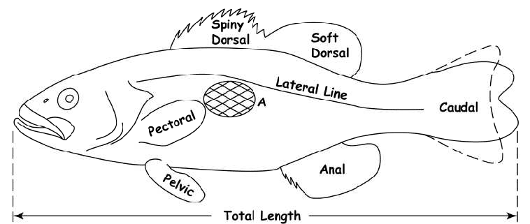 Methods of Fish Age and Growth Studies