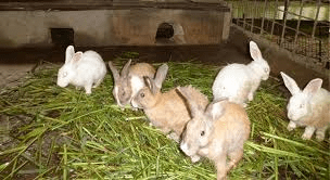 Benefits of Rabbit Production