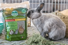 The Recommended Feeding Pattern for Rabbit Kits