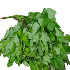 10 Unique Health Benefits of Oha leaves (Pterocarpus mildraedii)