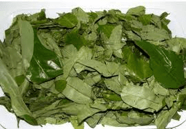 10 Unique Health Benefits of Oha leaves (Pterocarpus mildraedii) 10 Unique Health Benefits of Oha leaves (Pterocarpus mildraedii)