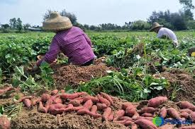 Sweet potato Production and Management