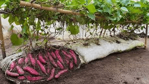 Sweet potato Production and Management