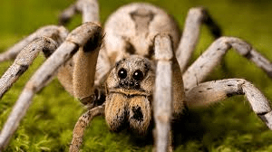 10 Interesting Wolf Spiders (Lycosidae spp) Facts 10 Interesting Wolf Spiders (Lycosidae spp) Facts